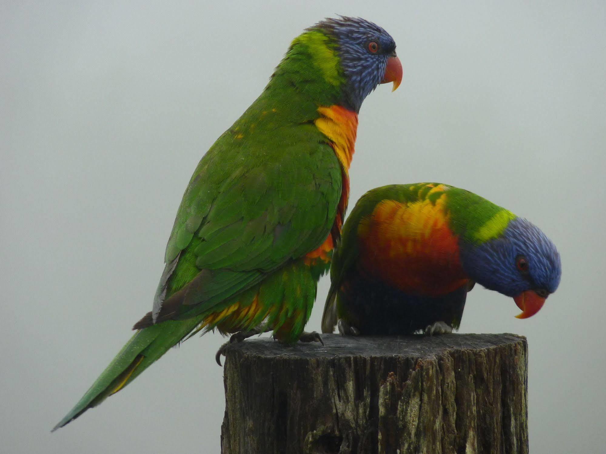 Bellthorpe Stays Maleny Exterior foto